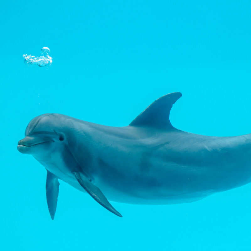 Bottle Nose Dolphin at Texas State