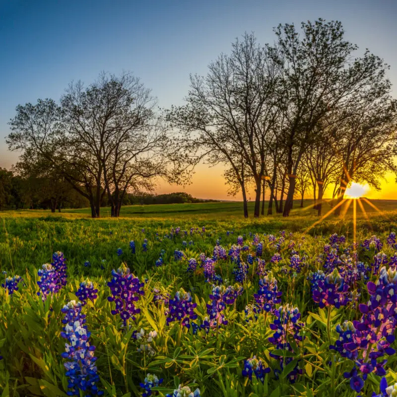 Bluebonnet Field