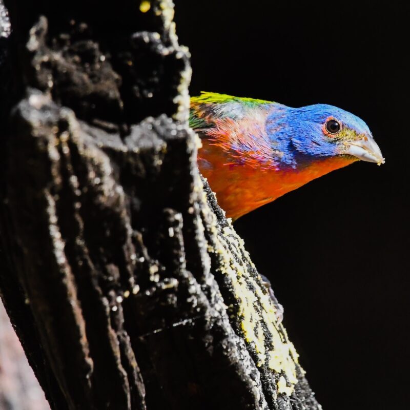 Painted-Bunting-800x800