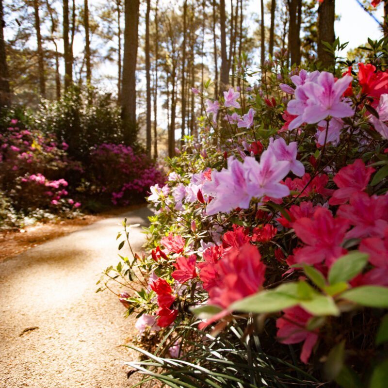 nacogdoches-azaleas-800x800